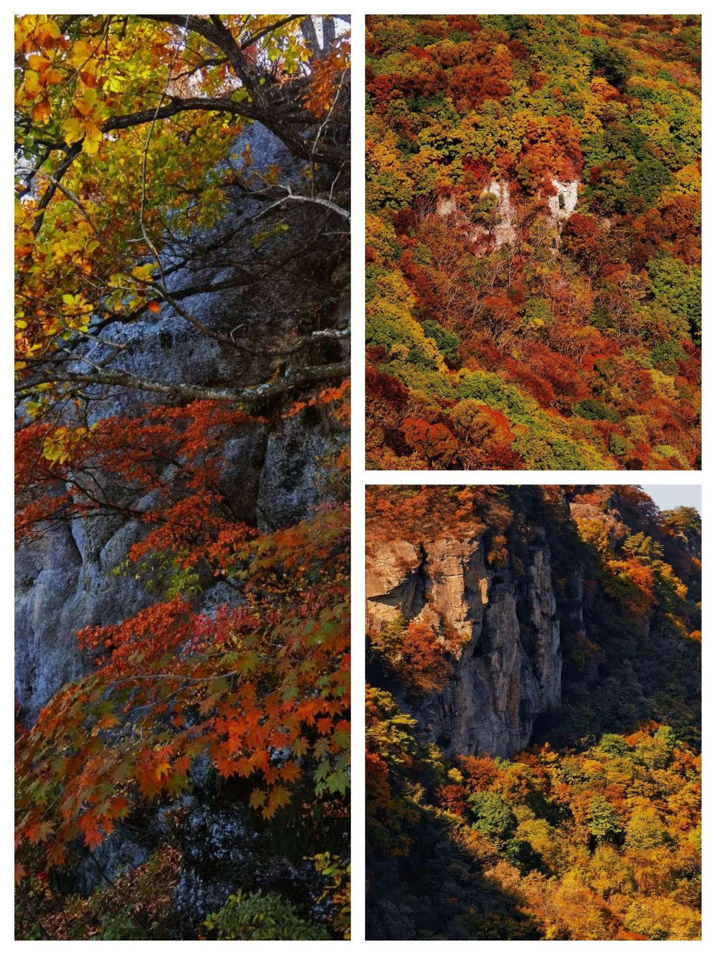 - Name: "First name"
Input:-The maple leaves of Wunü Mountain are the messengers of autumn, and they announce the season with their brilliant colors.