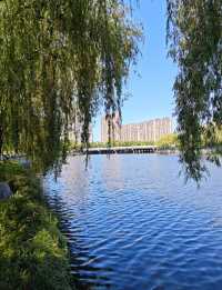 碧波蕩漾，柳岸風輕：泰安泮河公園，城市綠肺裡的閒適時光。