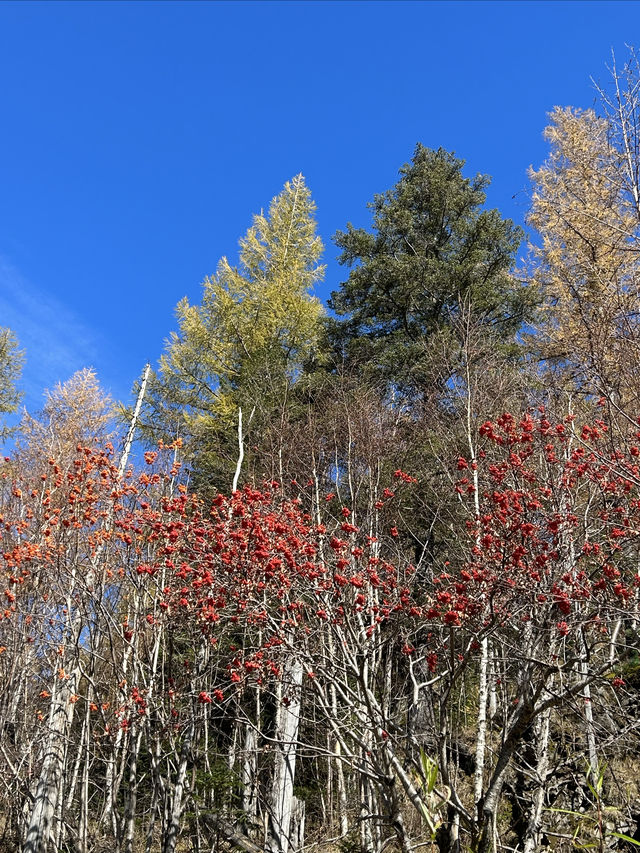 長白山北坡聚龍溫泉與長白山瀑布——自然之美的雙重盛宴。