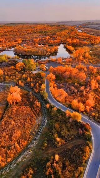 Experience the beauty of autumn at kashgar poplar forests