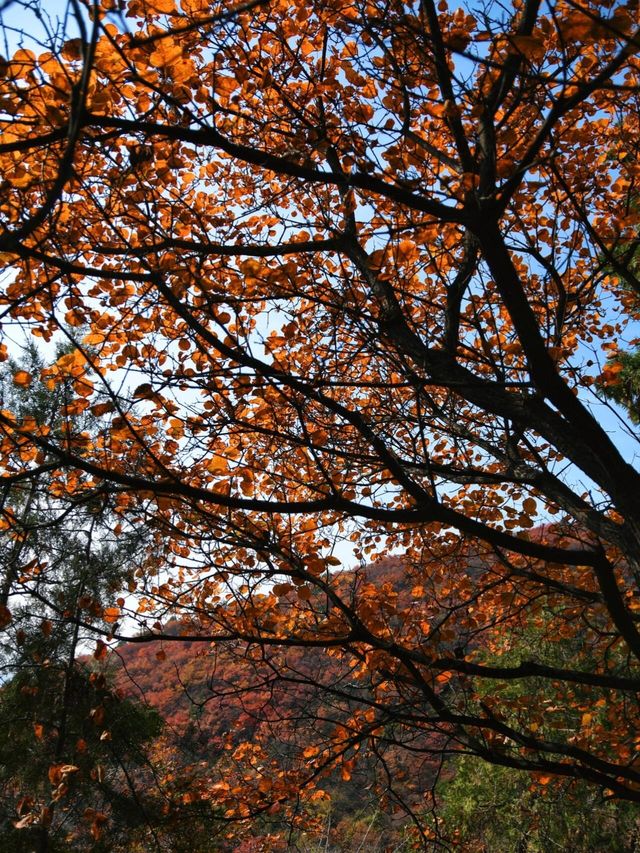 11月2日實拍金海湖絕美紅葉 免費老幼皆宜。