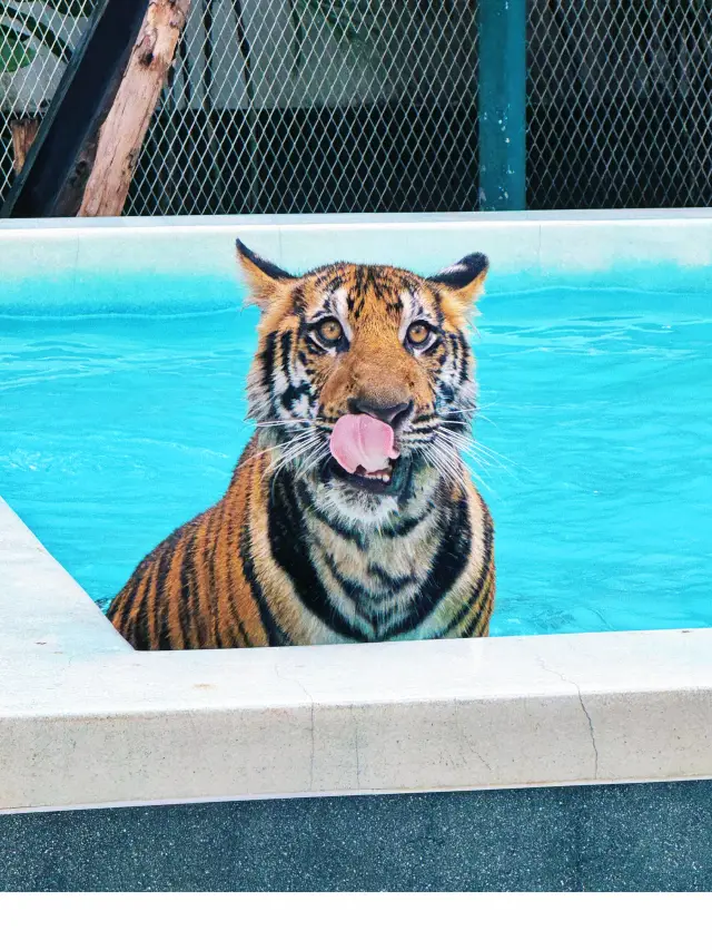 芭堤雅老虎園丨終於摸到大貓咪的 PP 啦。