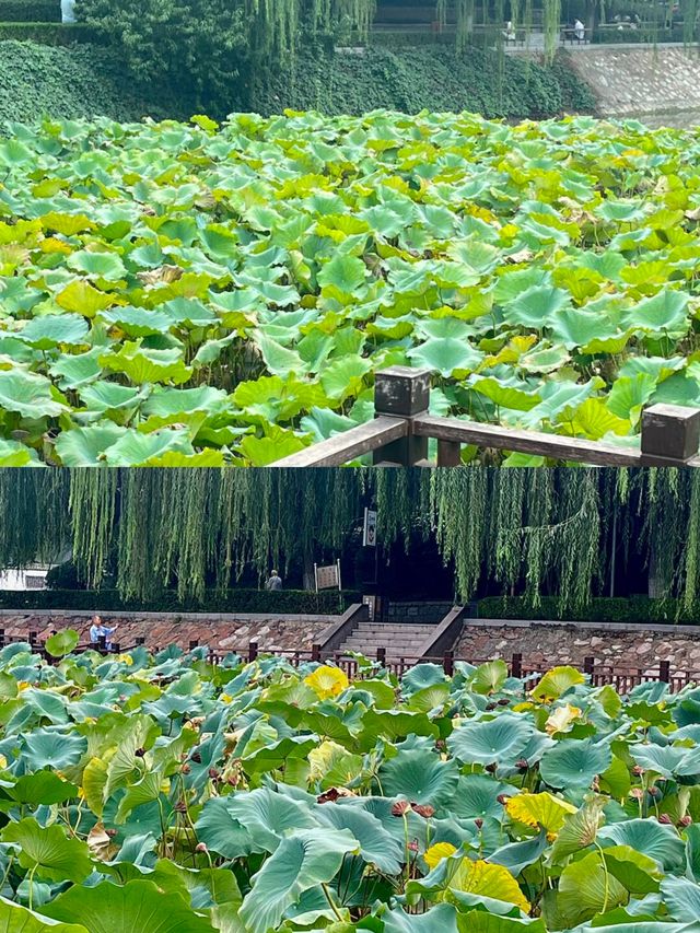 在鄭州夢溪園被我找到了。