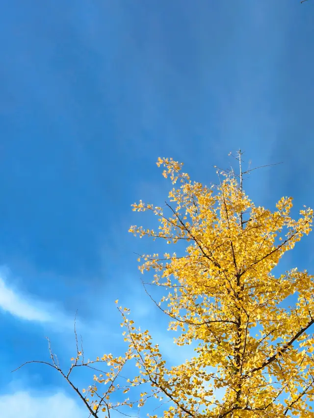 Ginkgo Viewing in Kyoto: Nishi Honganji Temple | Ginkgo trees growing horizontally.