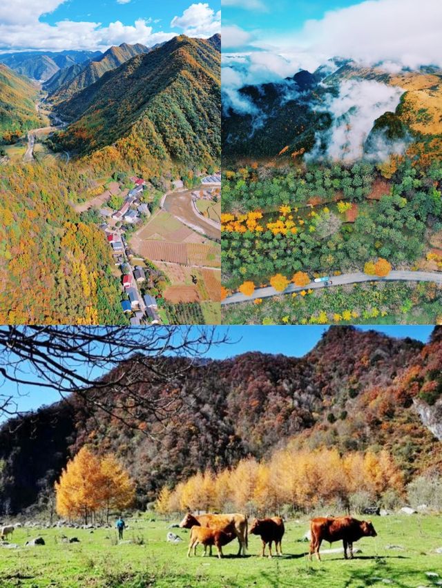 別去圭峰山人擠人了，留壩才是賞秋天花板。