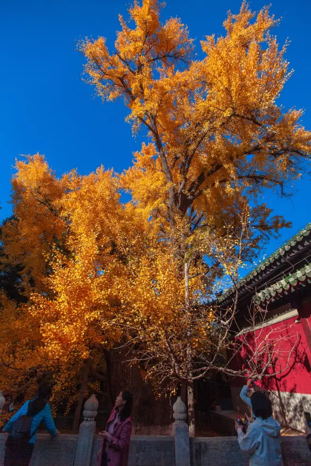 北京大覺禪寺，千年古剎裡的銀杏披金甲。
