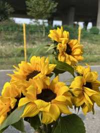 蘇州｜荷塘月色濕地公園。