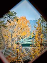 雨天漫步大覺寺～獨有的景色大覺寺的金秋太美。