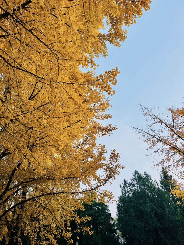北京地壇公園，已美成了童話世界！。