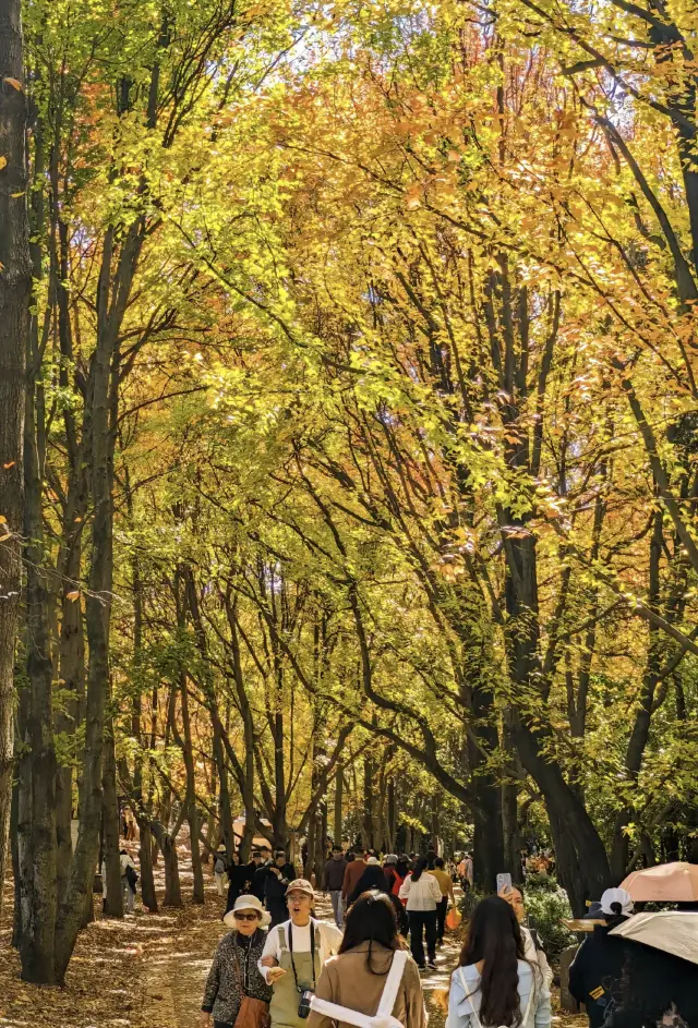 A beautiful botanical garden.