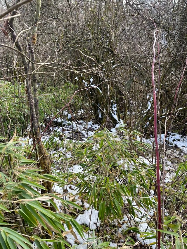 成都天台山｜自然奇觀與文化瑰寶的完美融合