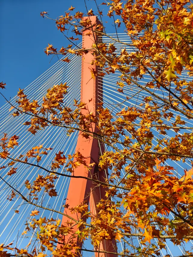 浦東濱江 City walk