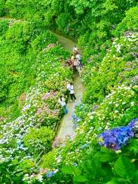 日本伊豆下田公園 - 六月去看看花海吧