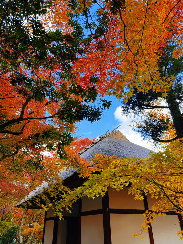 京都紅葉季最不能錯過的地方—常寂光寺