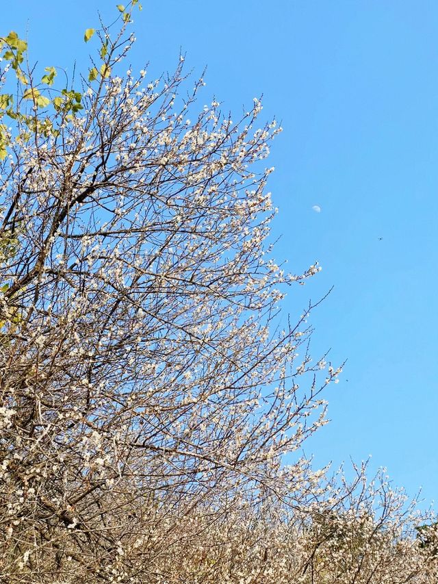 廣州路邊免費梅花拍照，我不允許你不知道！