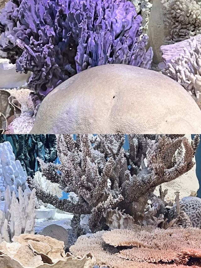 天津濱海海洋博物館,解鎖藍色星球的奧秘 天津濱海海洋博物館,解鎖藍色星球的奧秘