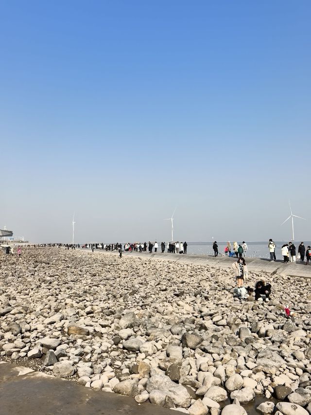 自駕天津東疆親海公園，帶娃看海鷗