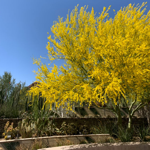 Exploring Phoenix Zoo and Desert Botanical Garden