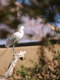 Exploring Phoenix Zoo in Arizona