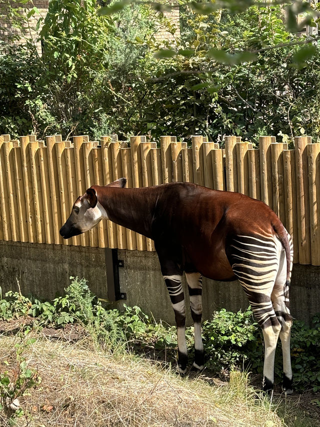 The London Zoo is surely a must visit