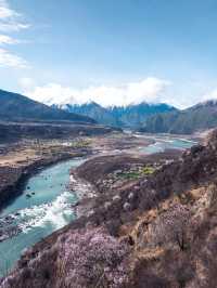 林芝桃花：雪域高原上的粉色浪漫