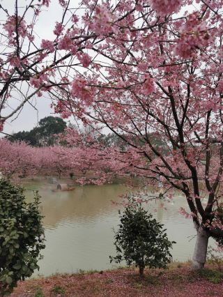 湖南衡陽常寧百萬櫻花園|櫻花浪漫  堆雲疊雪