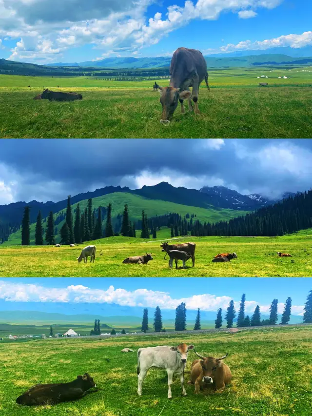 8-Day Urumqi-Northern Xinjiang Itinerary