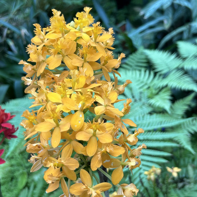不在泰國！在東莞植物園