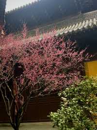 2.22杭州高麗寺梅花實況～