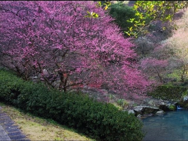 溫州親子春日遊｜奔赴春日的小美好