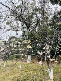 長沙 | 湖南省植物園賞花指南