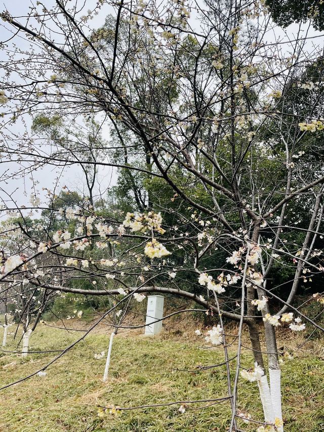 長沙 | 湖南省植物園賞花指南