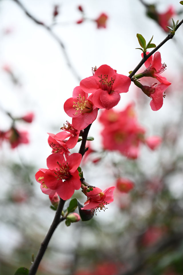 成都棠湖公園｜海棠花即將迎來最佳觀賞期！