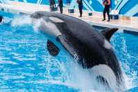 上海海昌海洋公園探險指南