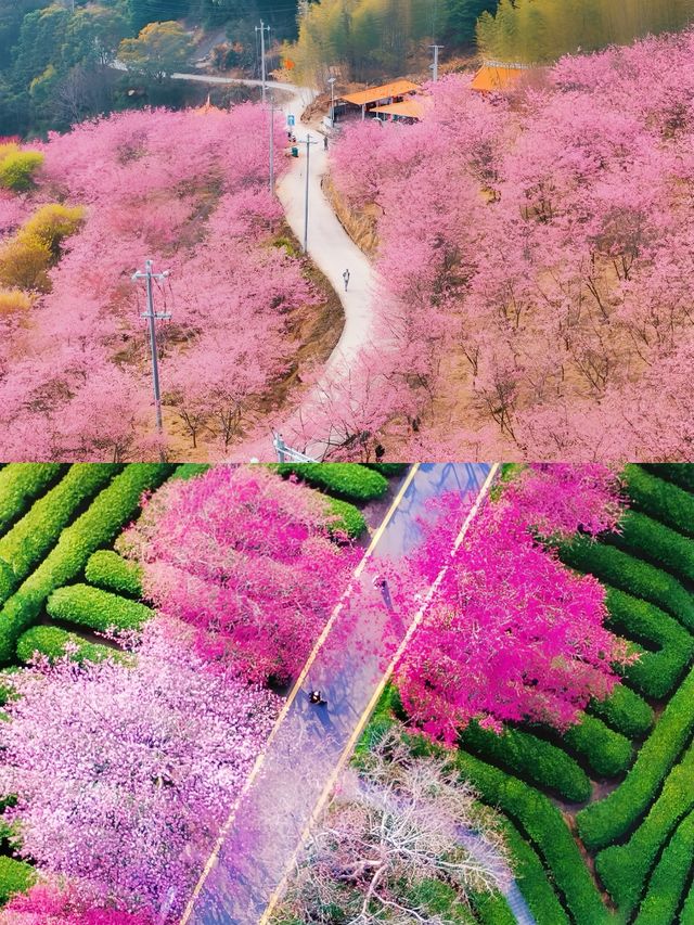 龍岩賞花攻略 | 令人陶醉嘅賞花勝地
