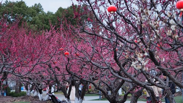 世紀公園賞梅遊攻略