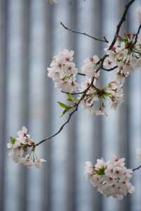 人間三四月，芳菲無邊界—杭州春季賞花指南