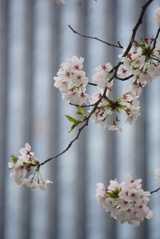 人間三四月，芳菲無邊界—杭州春季賞花指南