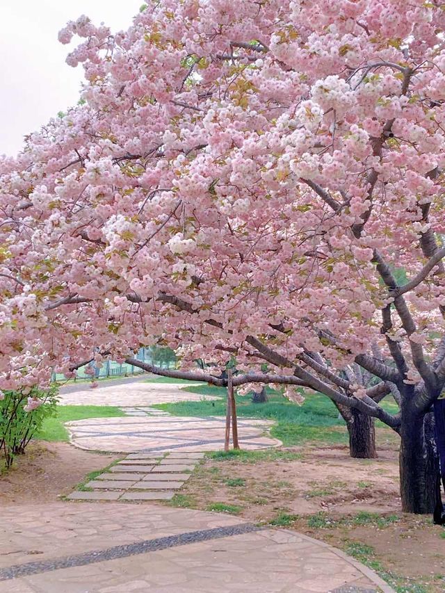 花開時節動京城