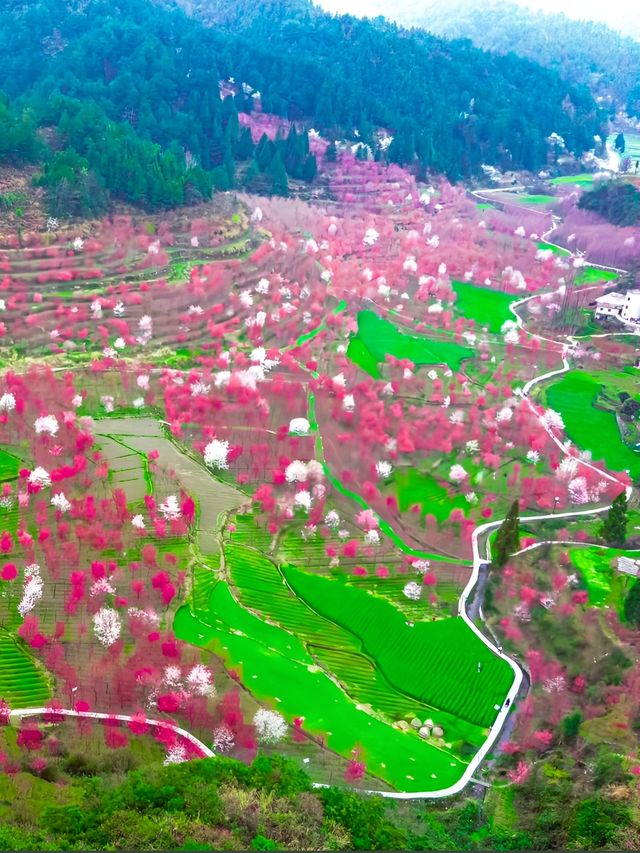 藏在貴陽的粉色春日｜觀山湖上麥城村櫻花？