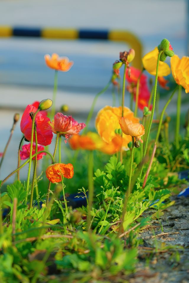 泉州濱海公園虞美人花海：現狀痛心