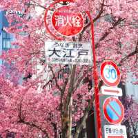 被日本橋春日限定浪漫擊中！粉色花海美到失語🌸 