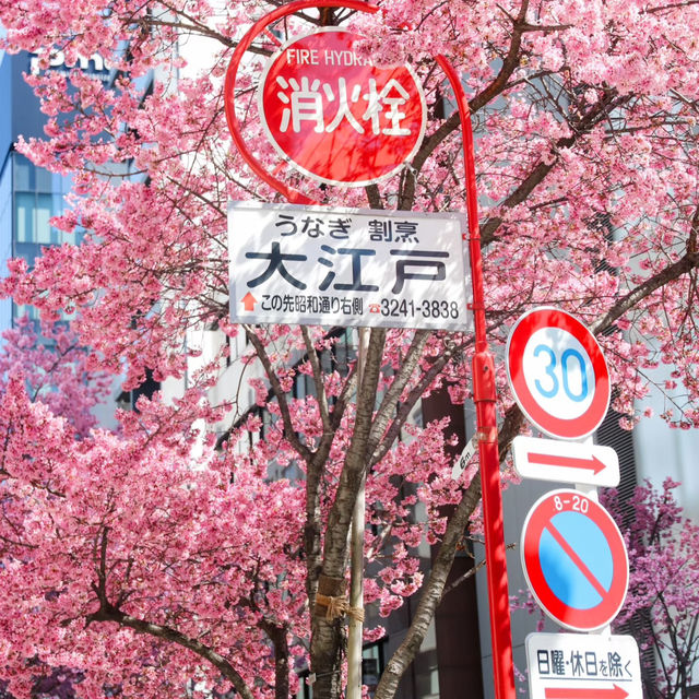 被日本橋春日限定浪漫擊中！粉色花海美到失語🌸 