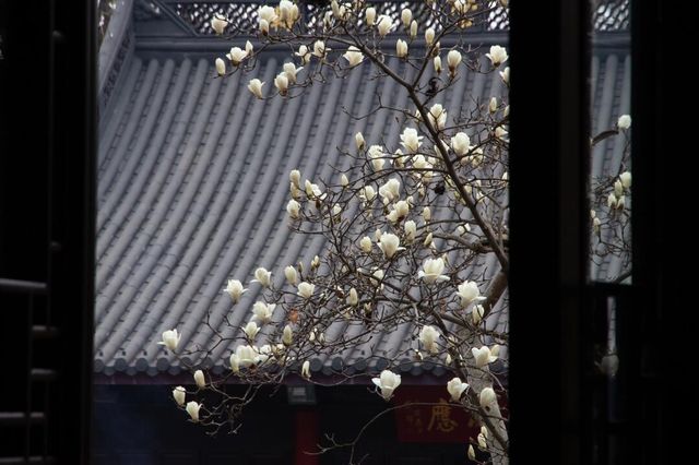 為了這一樹「白玉」，去了一趟南京！