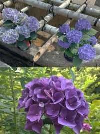 春日繡球花地圖：鎌倉篇