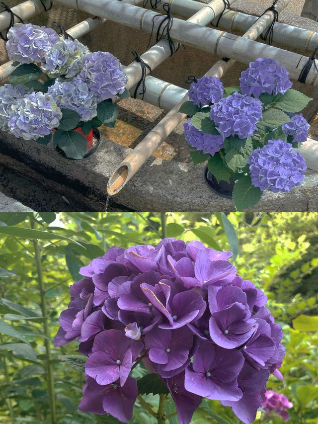 春日繡球花地圖：鎌倉篇