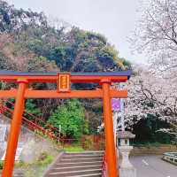 🌸在福岡愛宕神社，邂逅一整山的浪漫