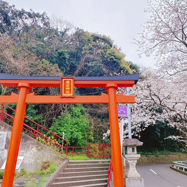 🌸在福岡愛宕神社，邂逅一整山的浪漫