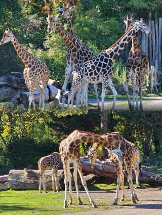Leipzig Zoo Adventure! A Wild Animal Chase in a Huge Park