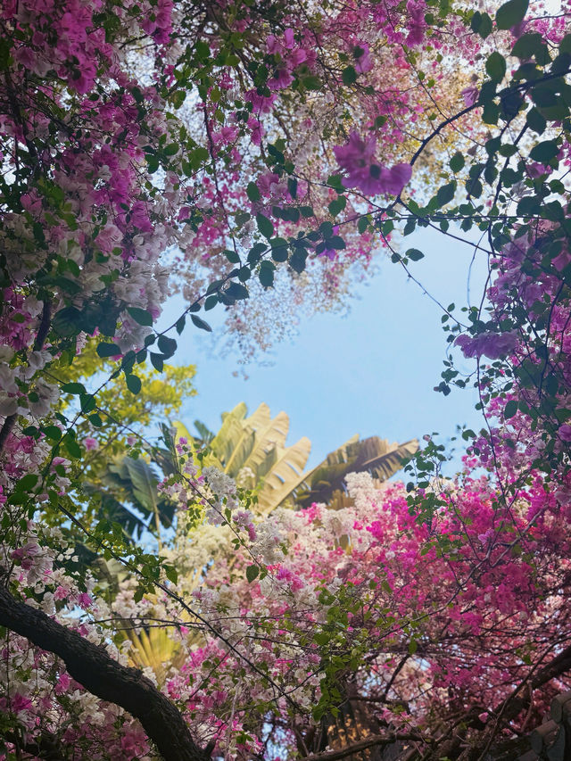深圳園博園，邂逅絕美花海附拍照攻略